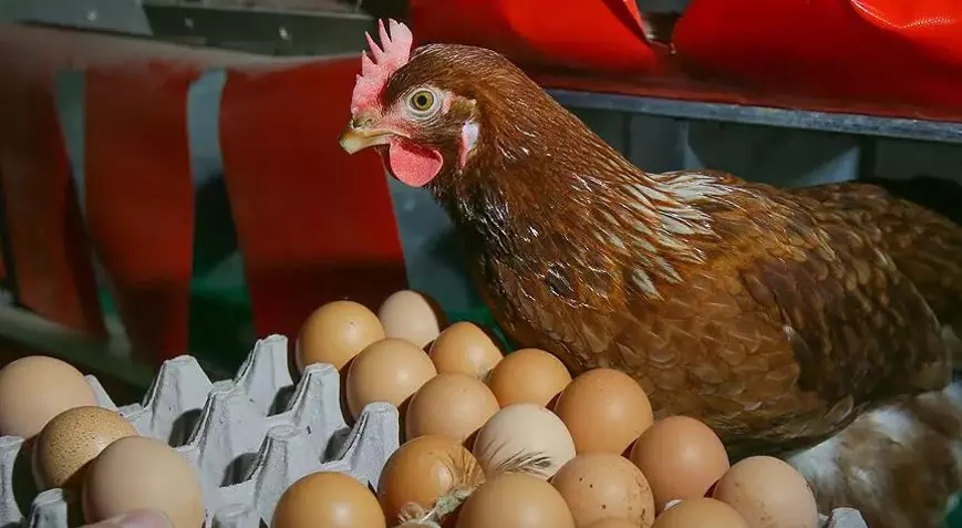 Yumurta Kodları Ne Anlama Geliyor 1 2 3 Numaralı Yumurtaların Farkları (3)