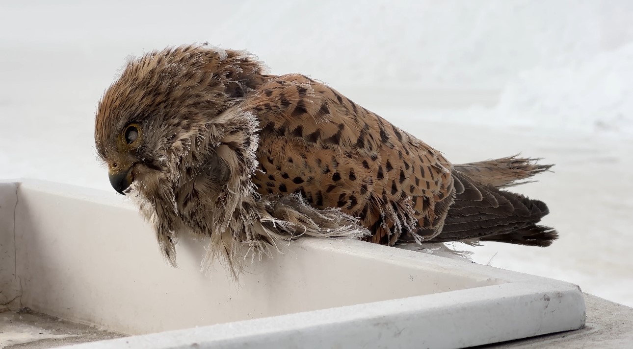 Hakkari’nin Yüksekova ilçesinde etkili olan aşırı soğuklar, yürek burkan bir manzarayı da beraberinde getirdi.