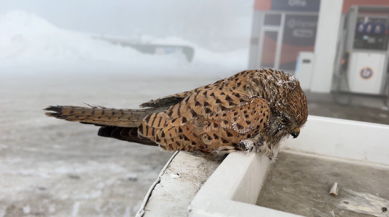 Hakkari’nin Yüksekova ilçesinde etkili olan aşırı soğuklar, yürek burkan bir manzarayı da beraberinde getirdi.