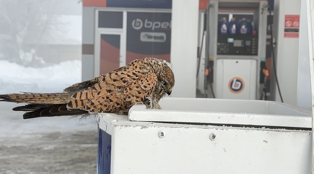 Hakkari’nin Yüksekova ilçesinde etkili olan aşırı soğuklar, yürek burkan bir manzarayı da beraberinde getirdi.