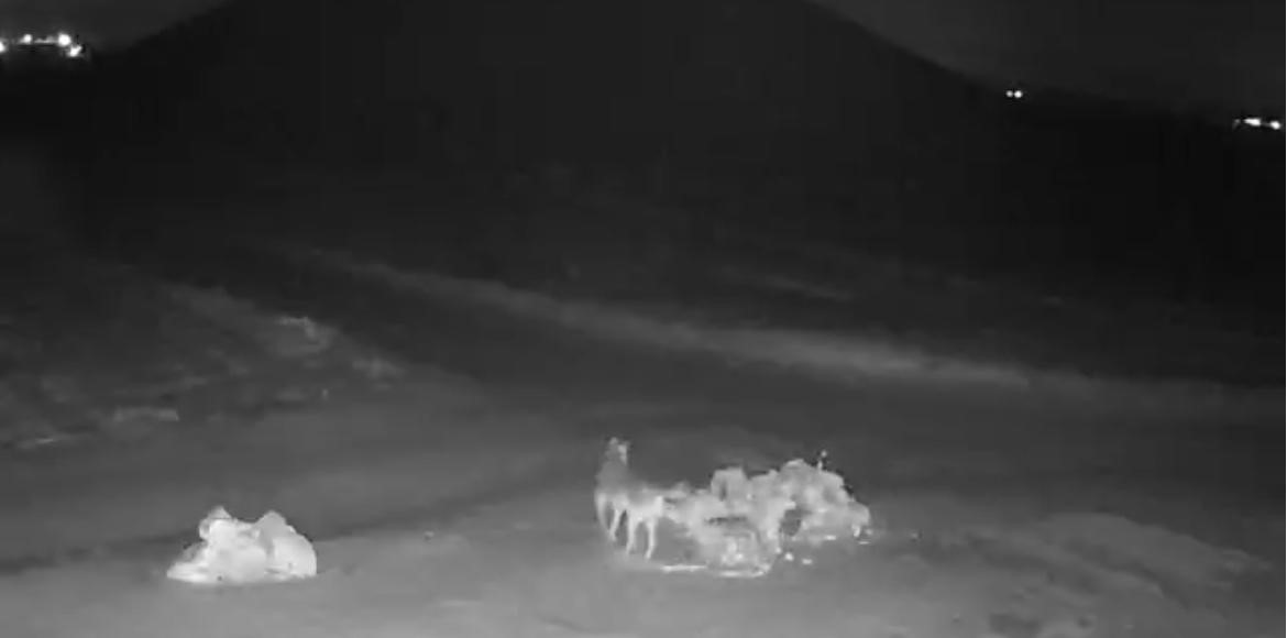 Aç Kalan Kurtlar Nevşehir’de Köy Içine Indi (2)