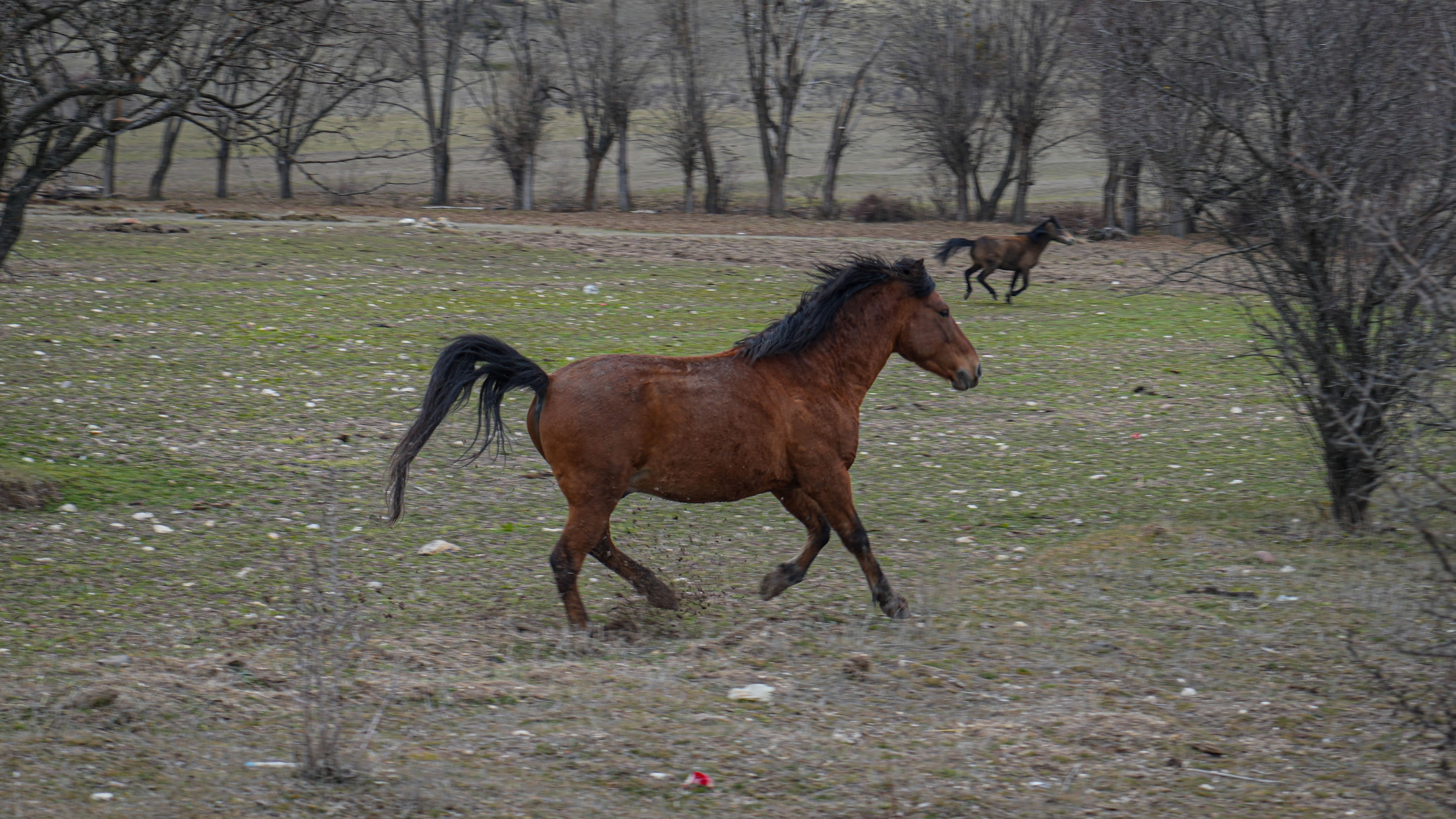 Ankara’da Doğanın Sessiz Kahramanları Ortaya Çıktı (2)