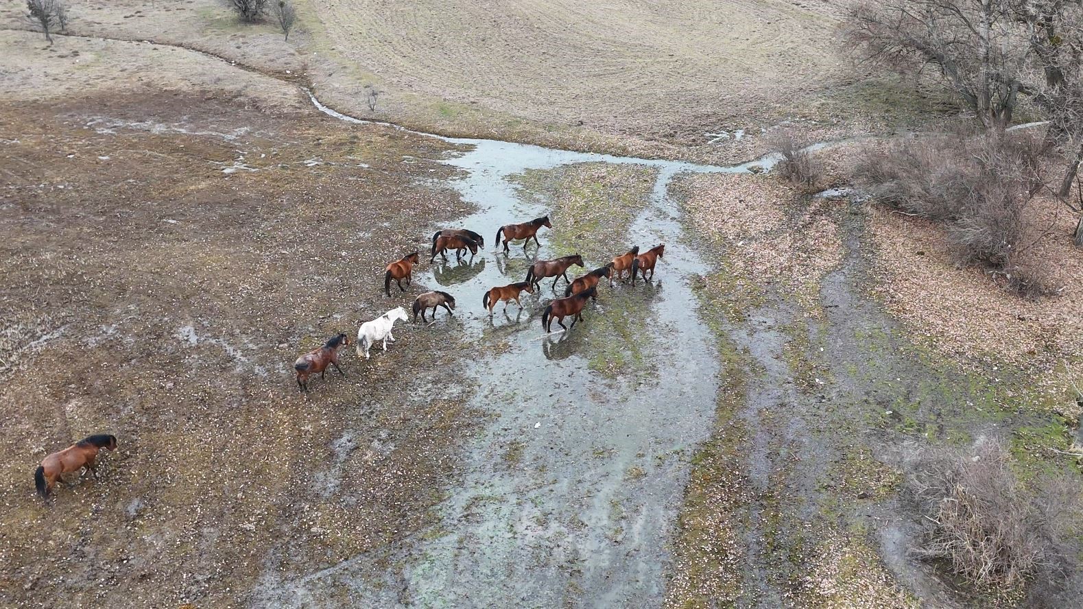 Ankara’da Doğanın Sessiz Kahramanları Ortaya Çıktı (3)