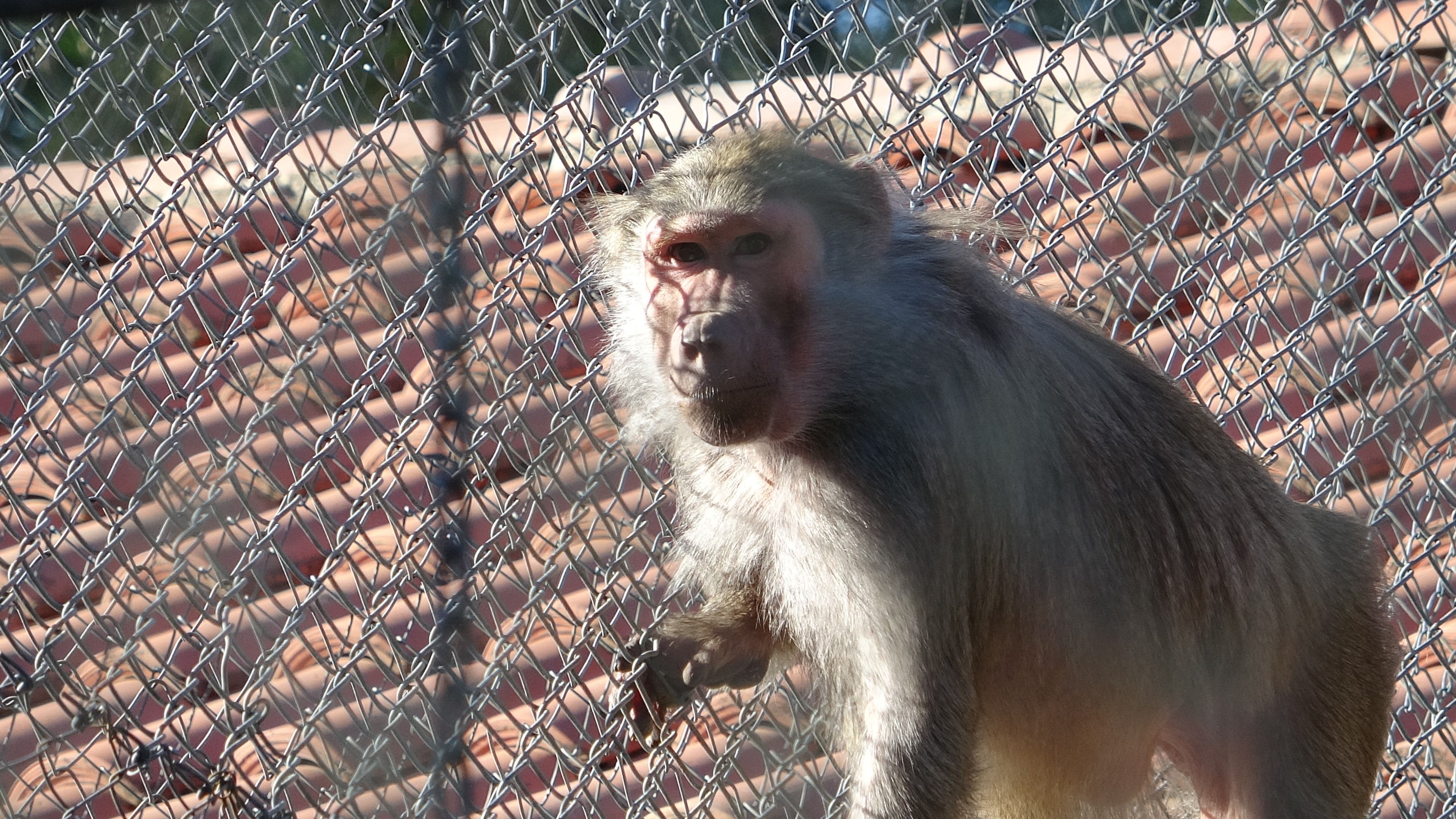 Bir Kolinin Içinden Çıktı, Şimdi Bir Ailesi Var (2)