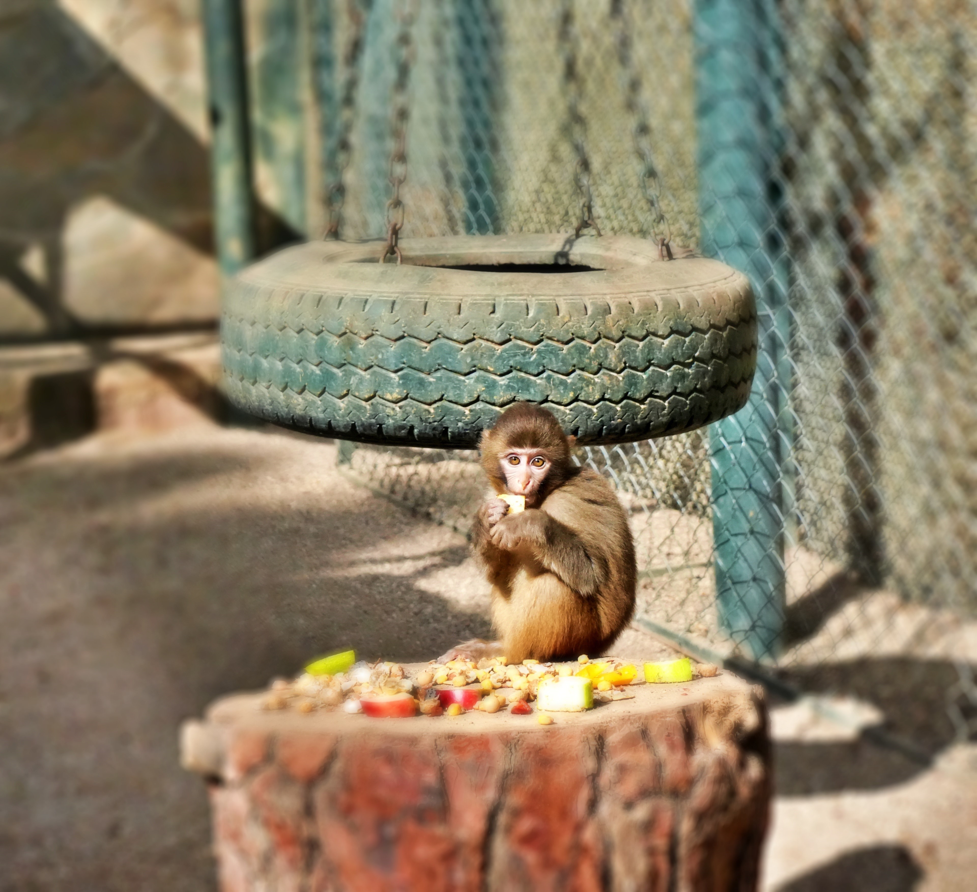 Bir Kolinin Içinden Çıktı, Şimdi Bir Ailesi Var (5)