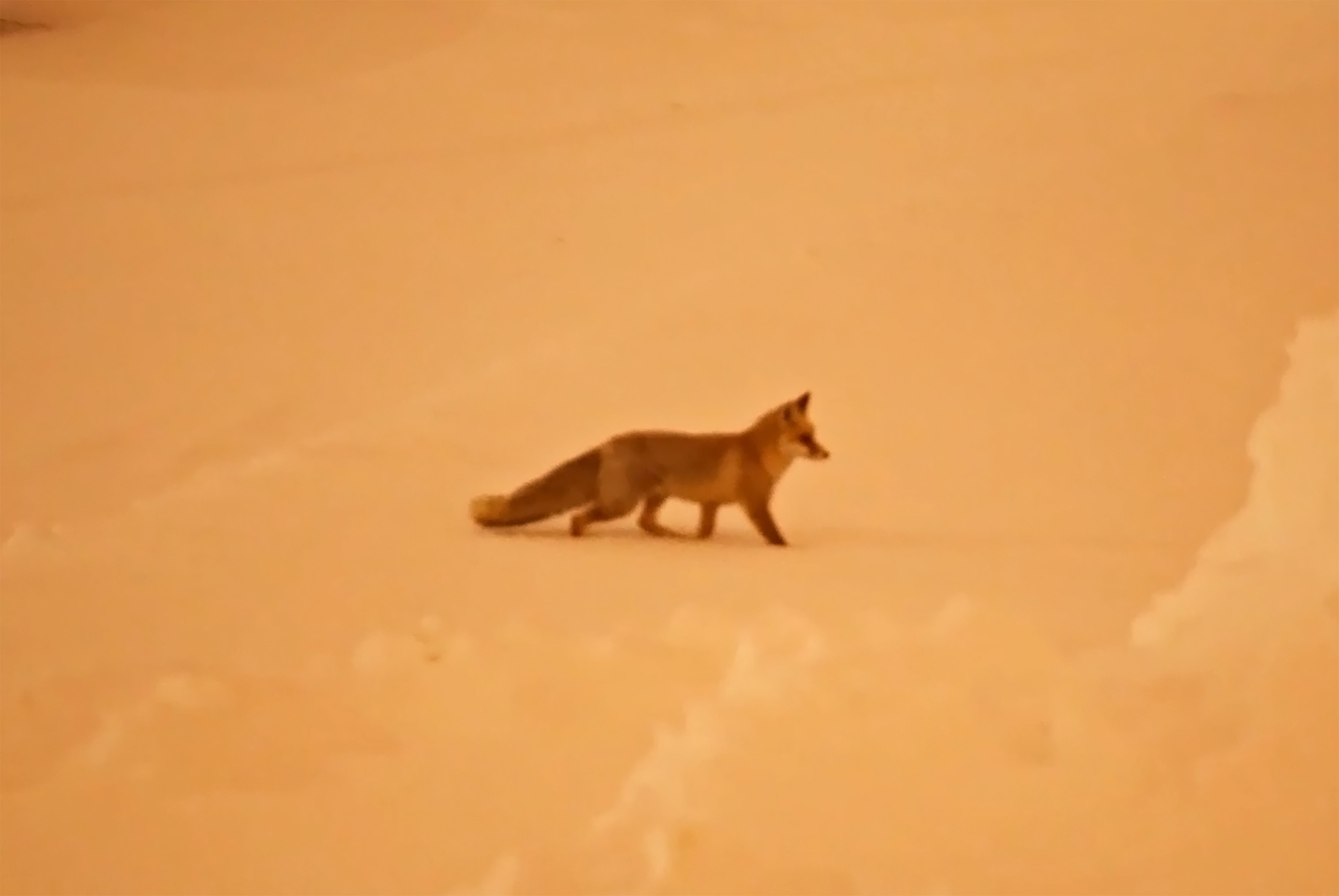 Bitlis’te Aç Kalan Yaban Hayvanları Yerleşimlere Indi (1)