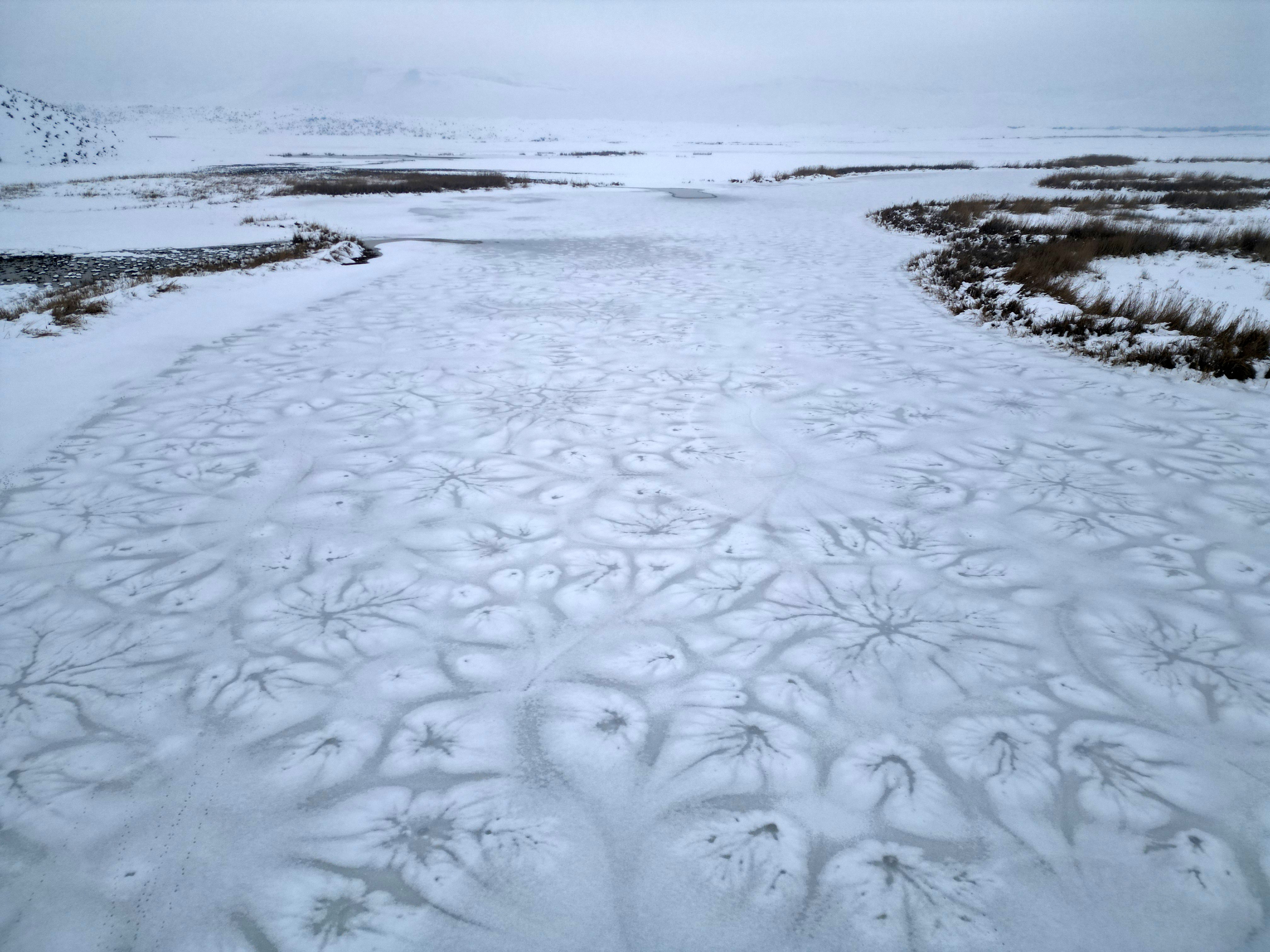 Bitlis’te Sıra Dışı Av Kukumav Gündüz Çulluk Avladı (3)
