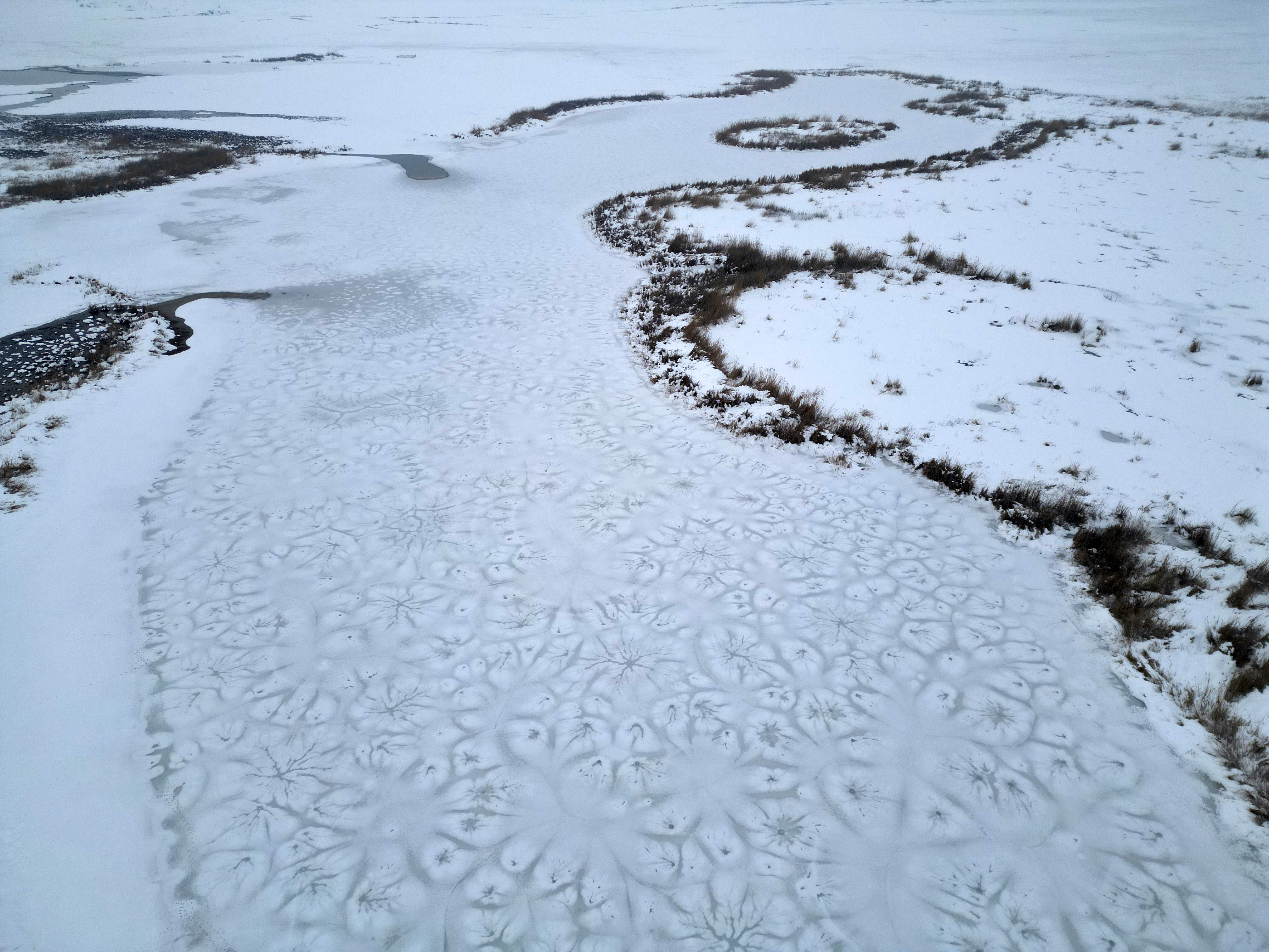 Bitlis’te Sıra Dışı Av Kukumav Gündüz Çulluk Avladı (4)