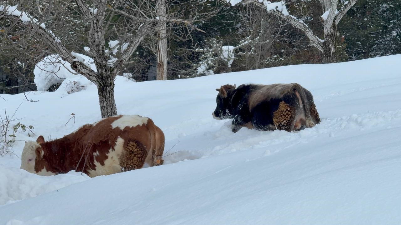 Büyükbaş Hayvanların Karla Mücadelesi Havadan Görüntülendi (1)