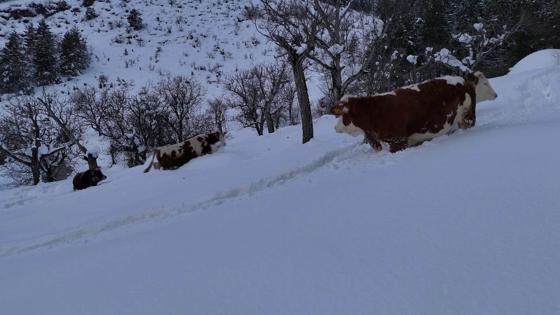 Büyükbaş Hayvanların Karla Mücadelesi Havadan Görüntülendi (3)