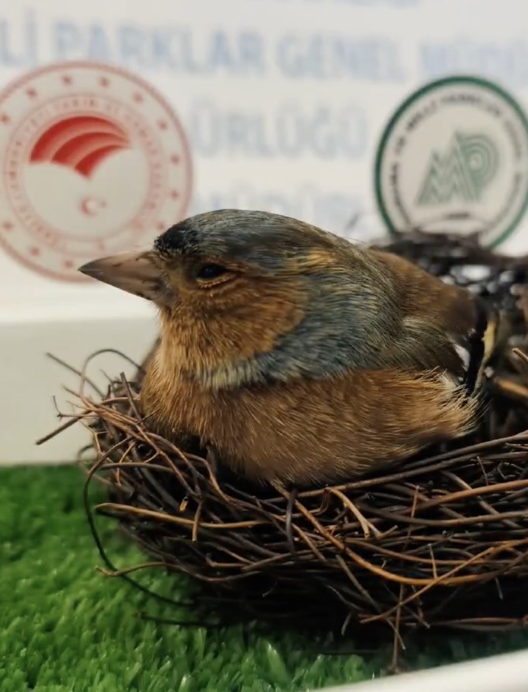 Çanakkale’de Bitkin Bulunan Ispinoz Doğaya Döndü (2)