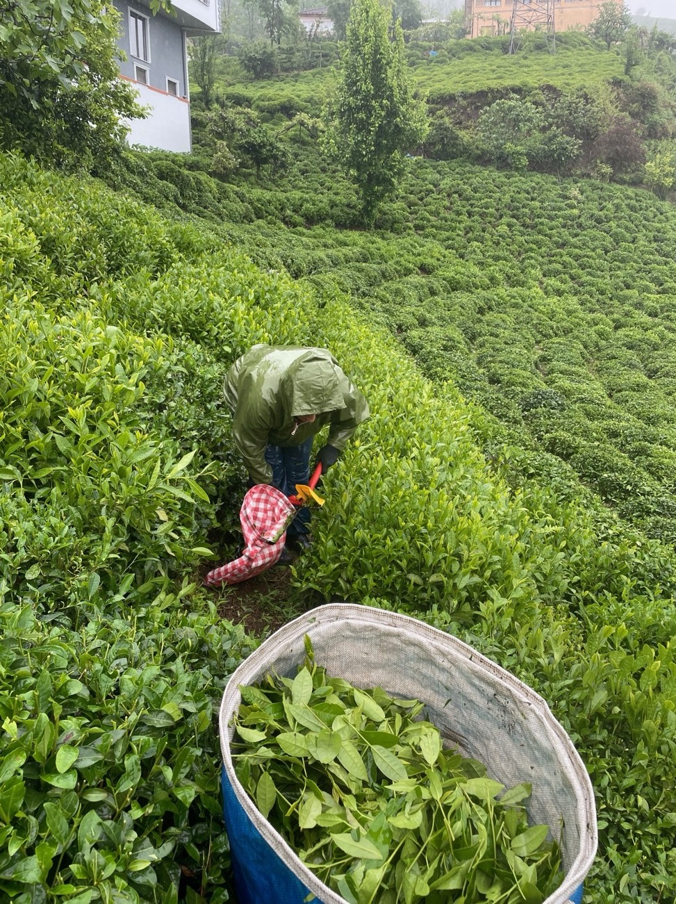 Çay Işçilerinin Hayatını Değiştiren Sır Ağrılar Azaldı, Uyku Kalitesi Arttı! (2)