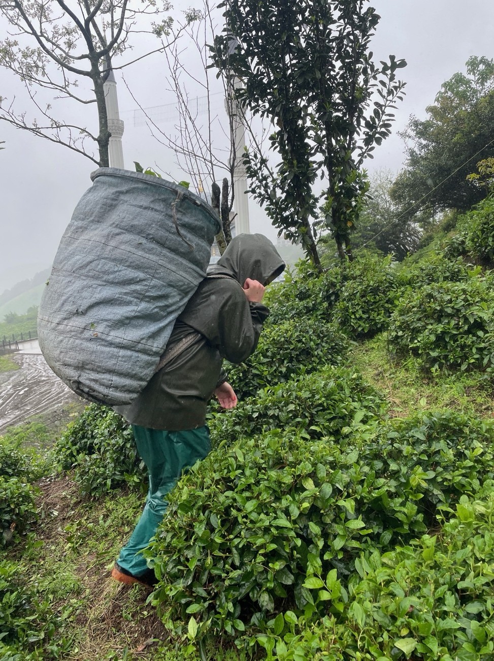 Çay Işçilerinin Hayatını Değiştiren Sır Ağrılar Azaldı, Uyku Kalitesi Arttı! (4)