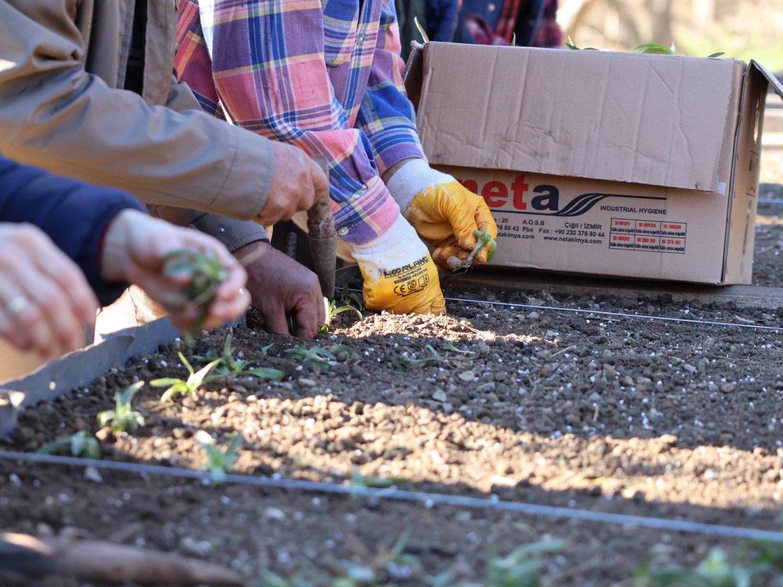 Cemil Tugay Düğmeye Bastı Menderes’te Salep Üretimi Başlıyor (11)