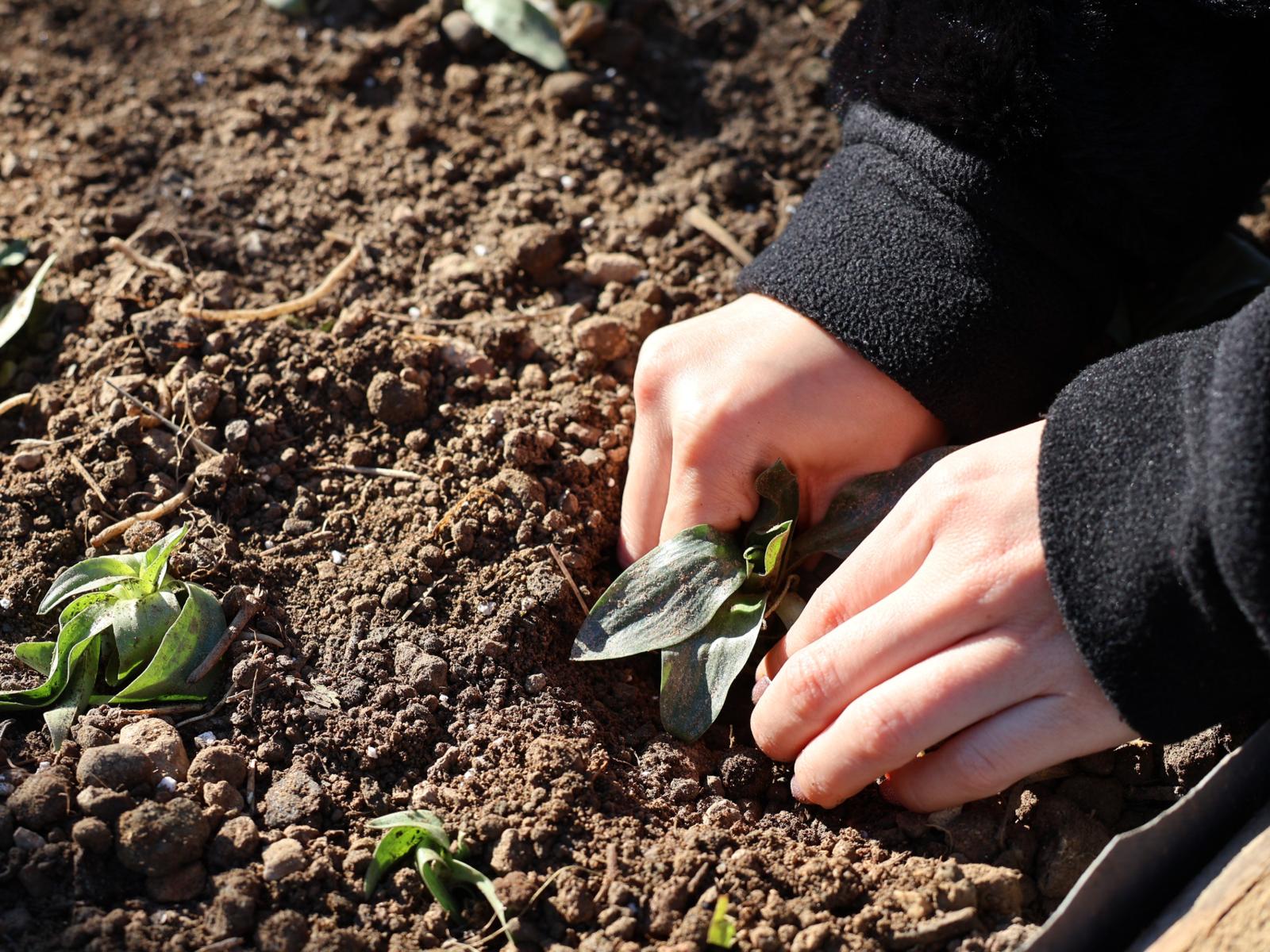 Cemil Tugay Düğmeye Bastı Menderes’te Salep Üretimi Başlıyor (13)