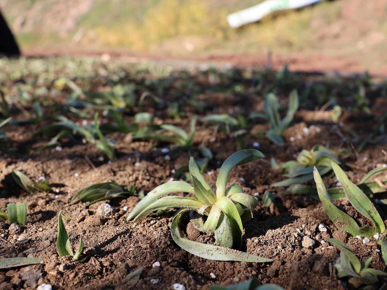 Cemil Tugay Düğmeye Bastı Menderes’te Salep Üretimi Başlıyor (6)