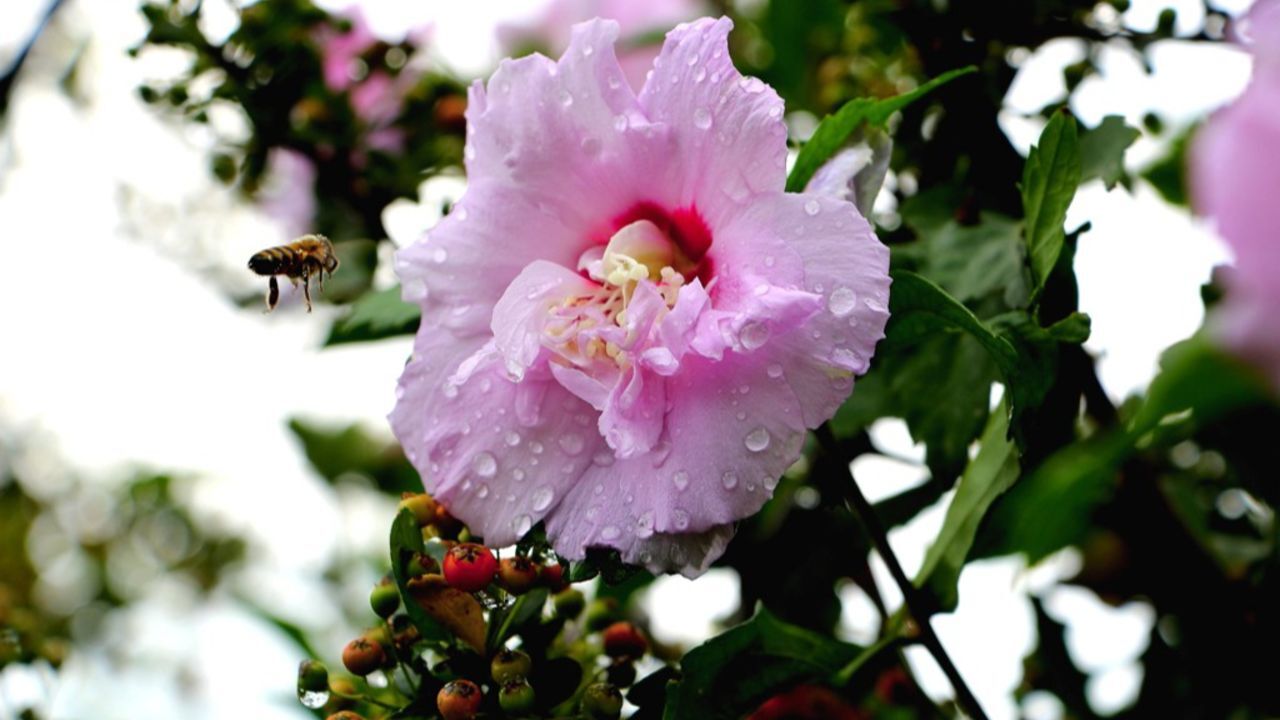 Cemre Düşmesi Nedir İlk Cemre Ne Zaman Ve Nereye Düşecek Cemre Düşme Tarihleri 2026 (2)