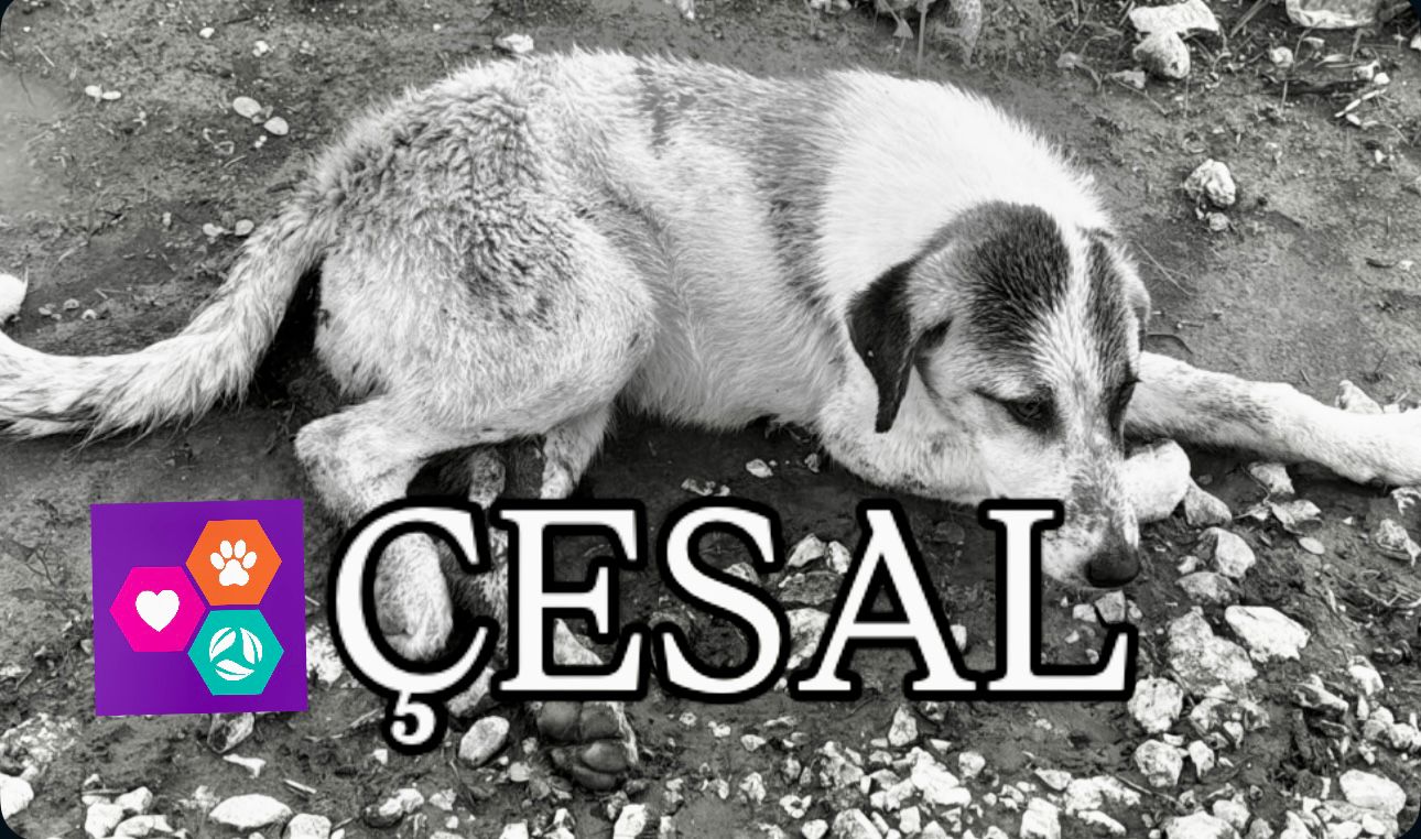 Çeşme’de Sokak Canı Vahşetine, Çeşme Çesal’den Sert Tepki (1)