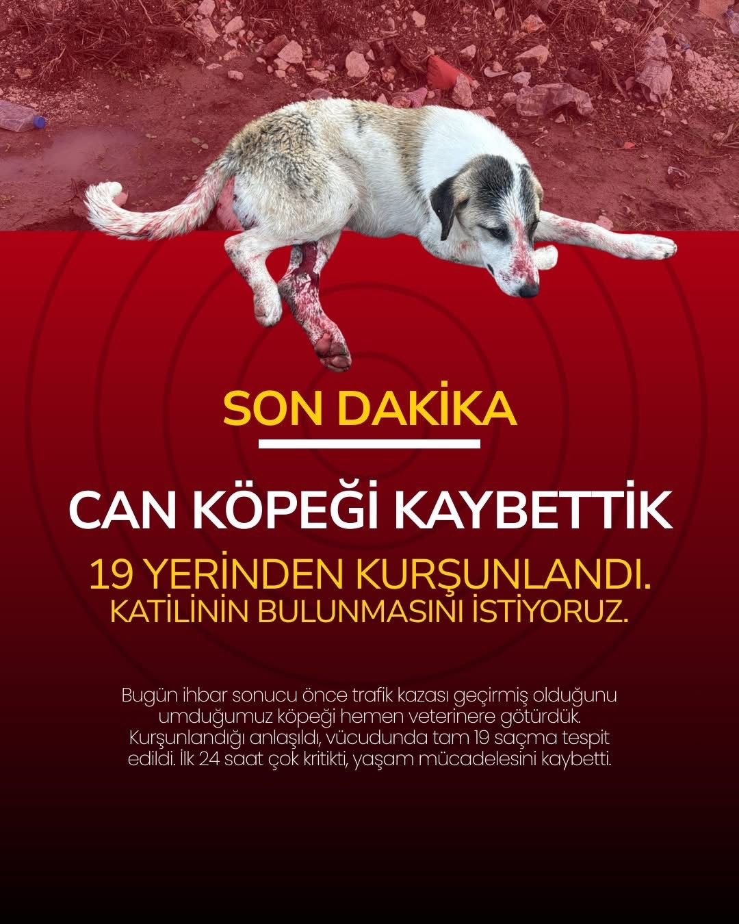 Çeşme’de Sokak Canı Vahşetine, Çeşme Çesal’den Sert Tepki (4)