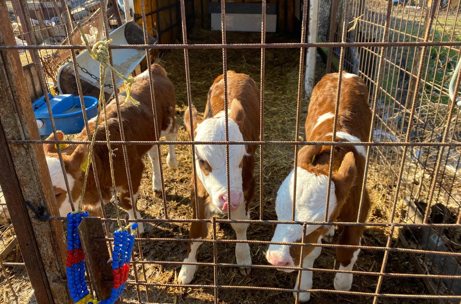 Edirne’de Büyükbaş Hayvanda Nadir Üçüz Doğum (1)