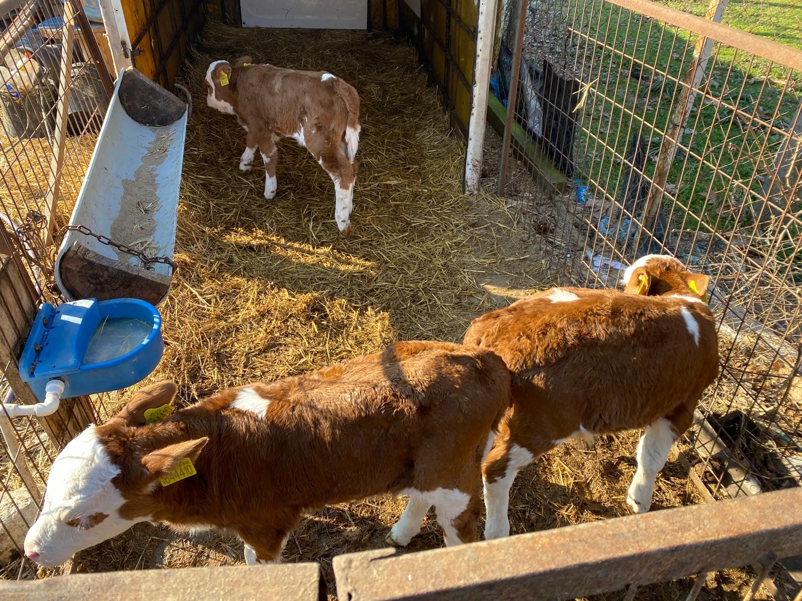 Edirne’de Büyükbaş Hayvanda Nadir Üçüz Doğum (2)