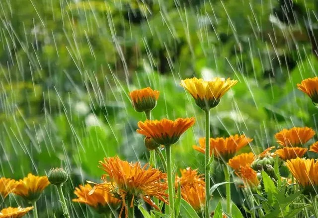 Ev Bitkilerinin En Sevdiği Su Buymuş! Sararan Yapraklara Çözüm Yukarıdan Geliyor (1)