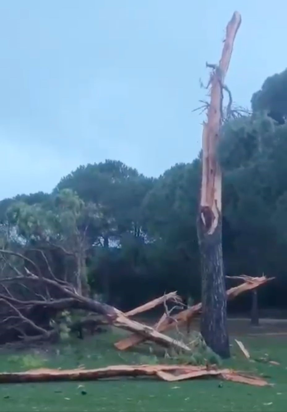 Golf Sahasındaki Ağaç Yıldırımla Parçalandı (2)