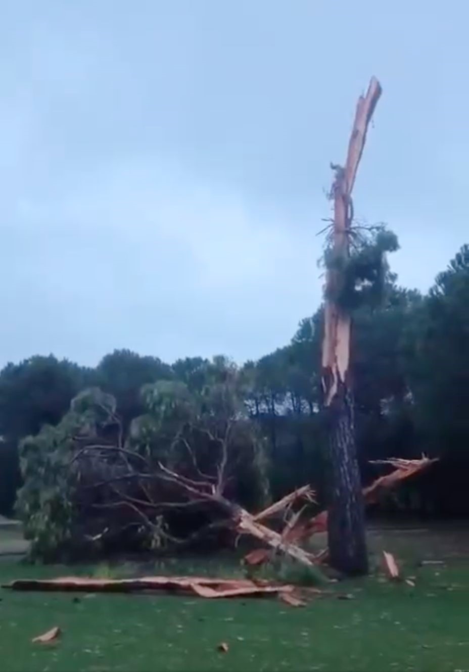 Golf Sahasındaki Ağaç Yıldırımla Parçalandı (3)