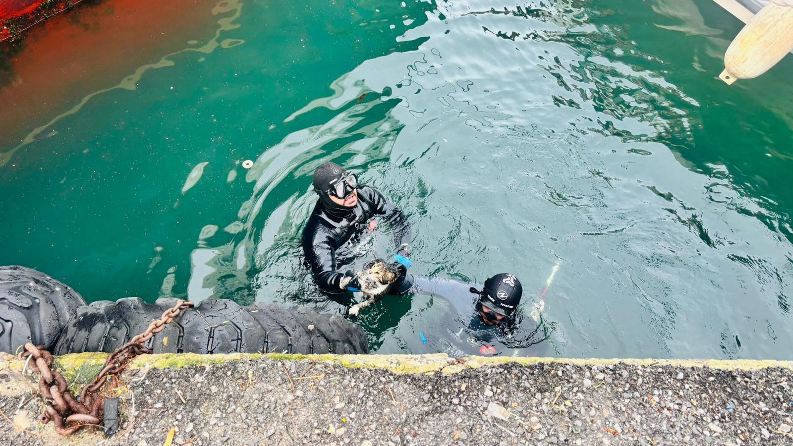 İskele Altından Gelen Ses Herkesi Alarma Geçirdi! (5)