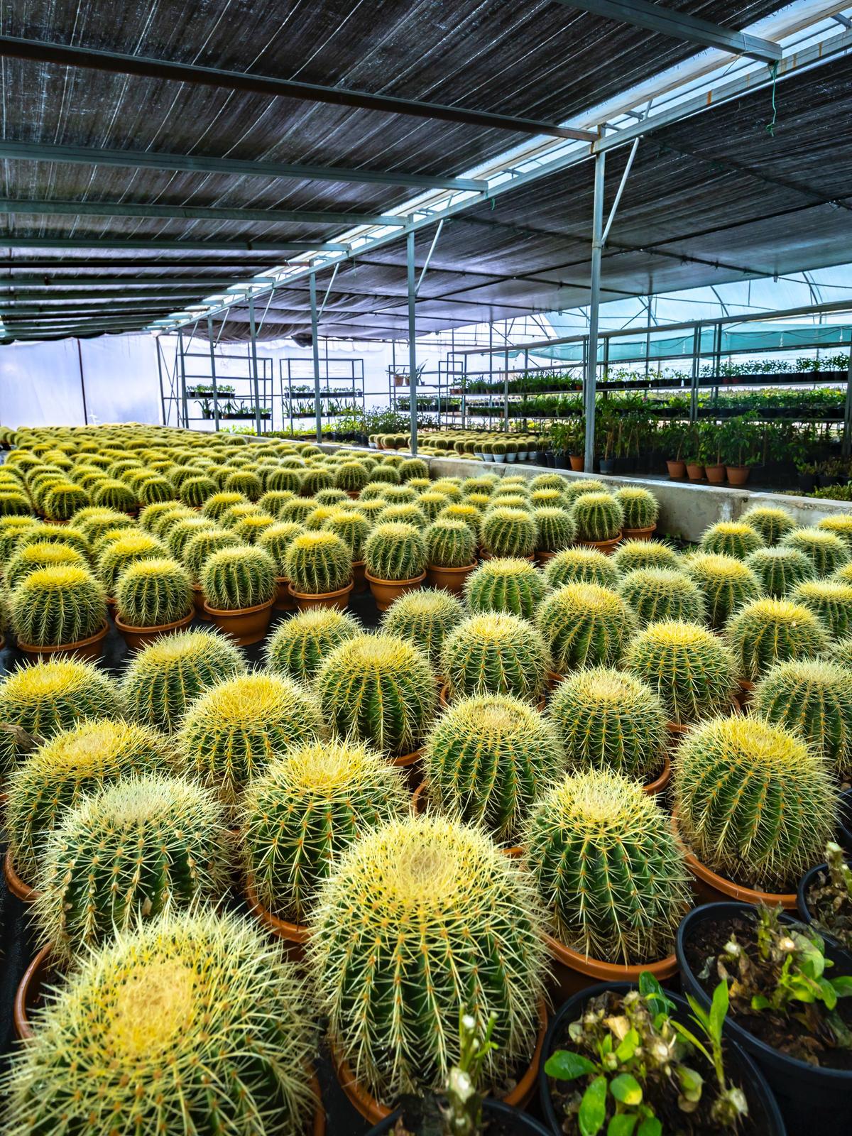 İzmir’in Renkleri Fidanlıklarda Filizleniyor (3)