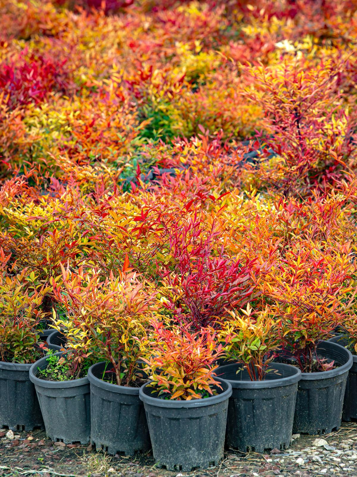 İzmir’in Renkleri Fidanlıklarda Filizleniyor (4)
