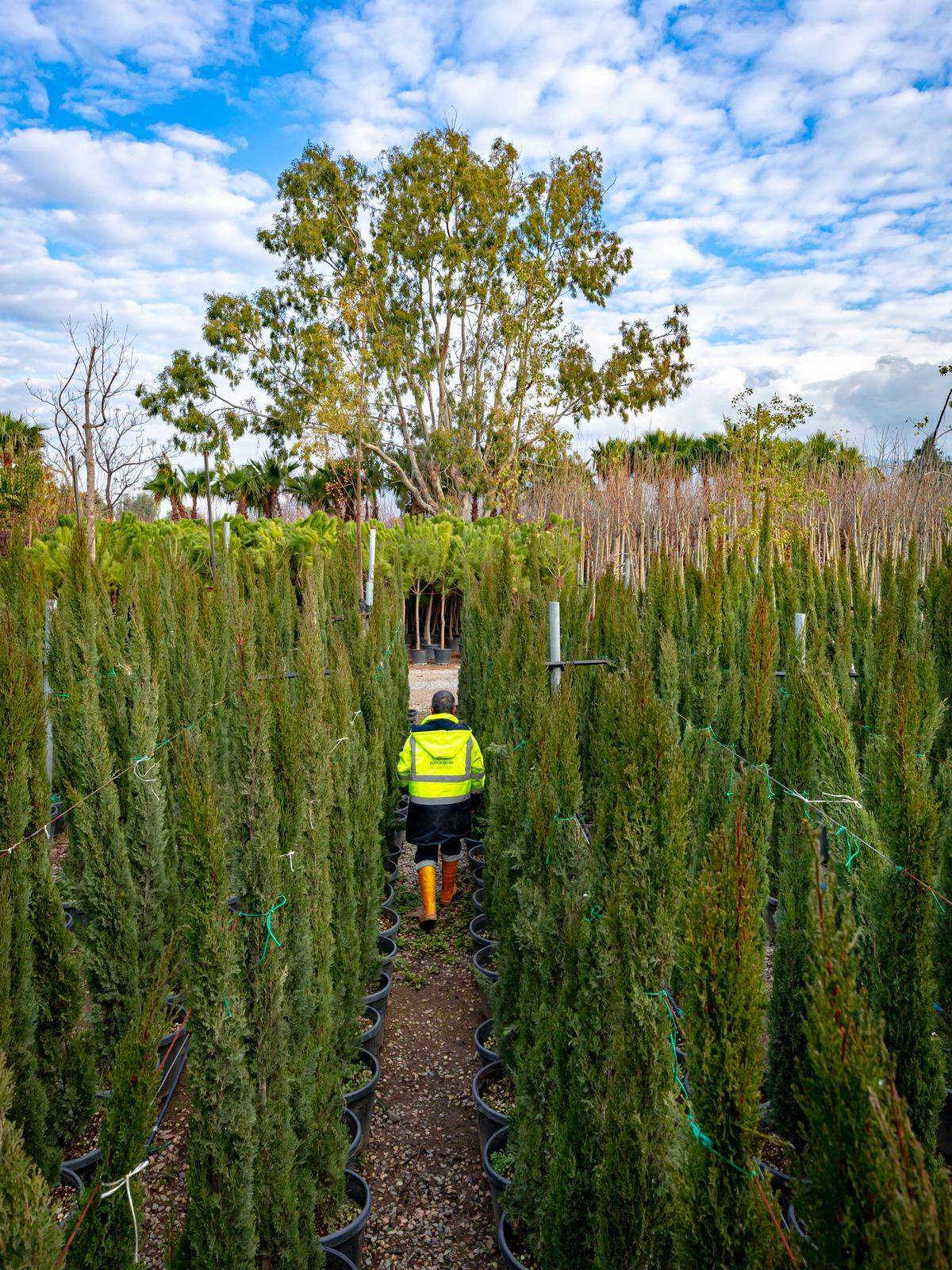 İzmir’in Renkleri Fidanlıklarda Filizleniyor (6)
