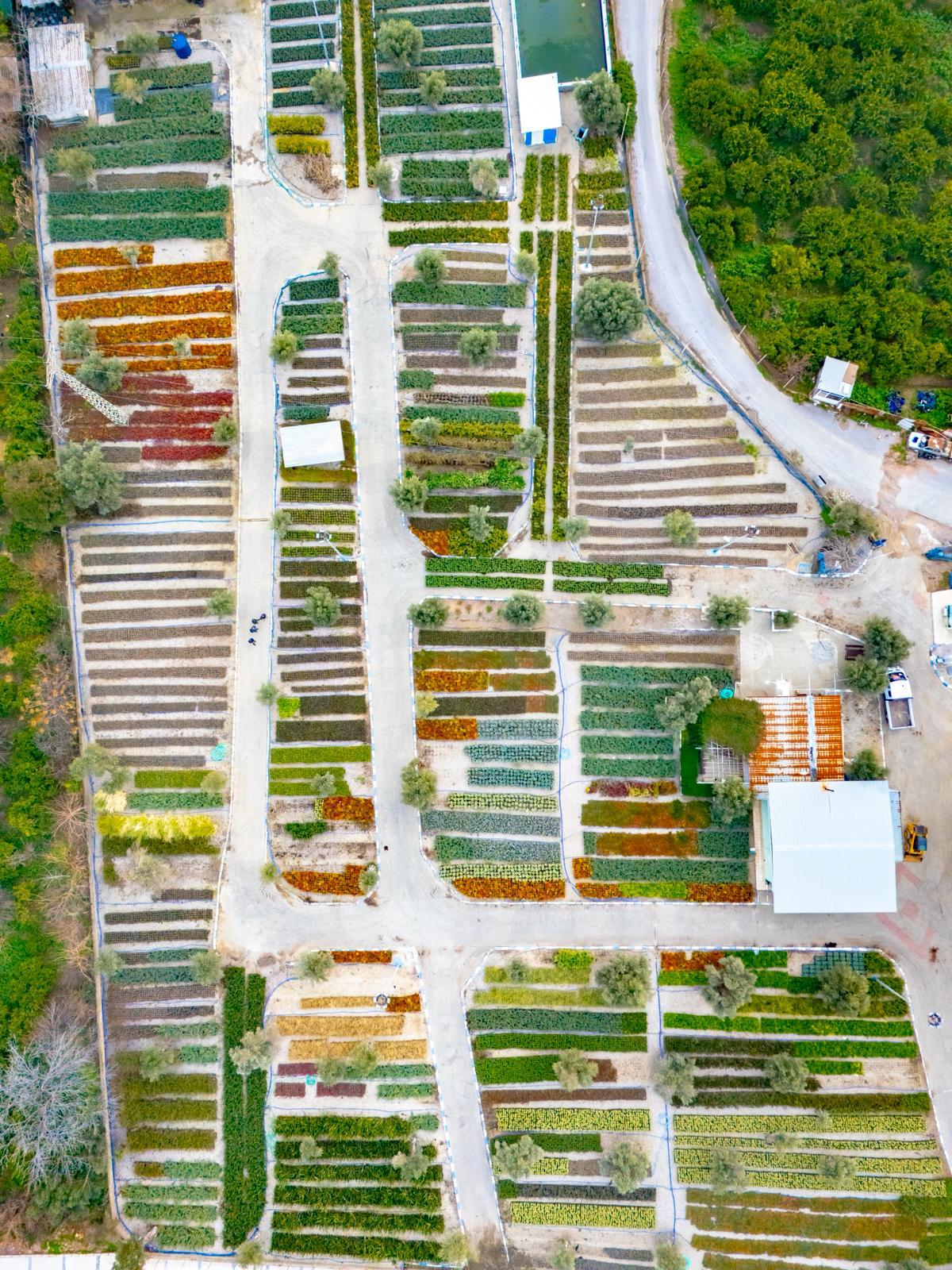 İzmir’in Renkleri Fidanlıklarda Filizleniyor (7)
