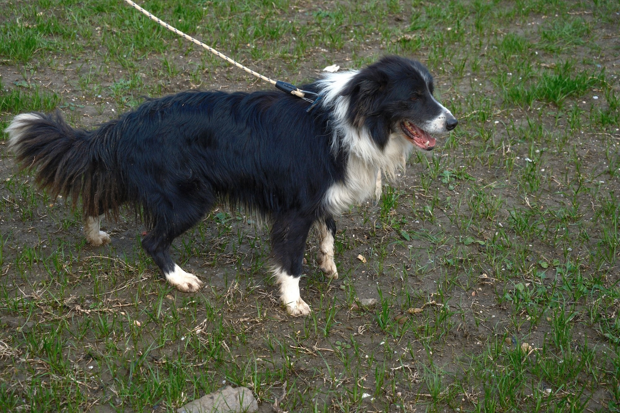 Kangal Ve Akbaşın Ardından Çobanlara Yeni Süper Yardımcı! (4)