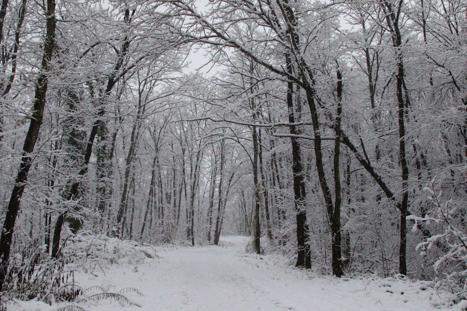 Kar Yağdı, Ormanya’nın Çehresi Tamamen Değişti (1)