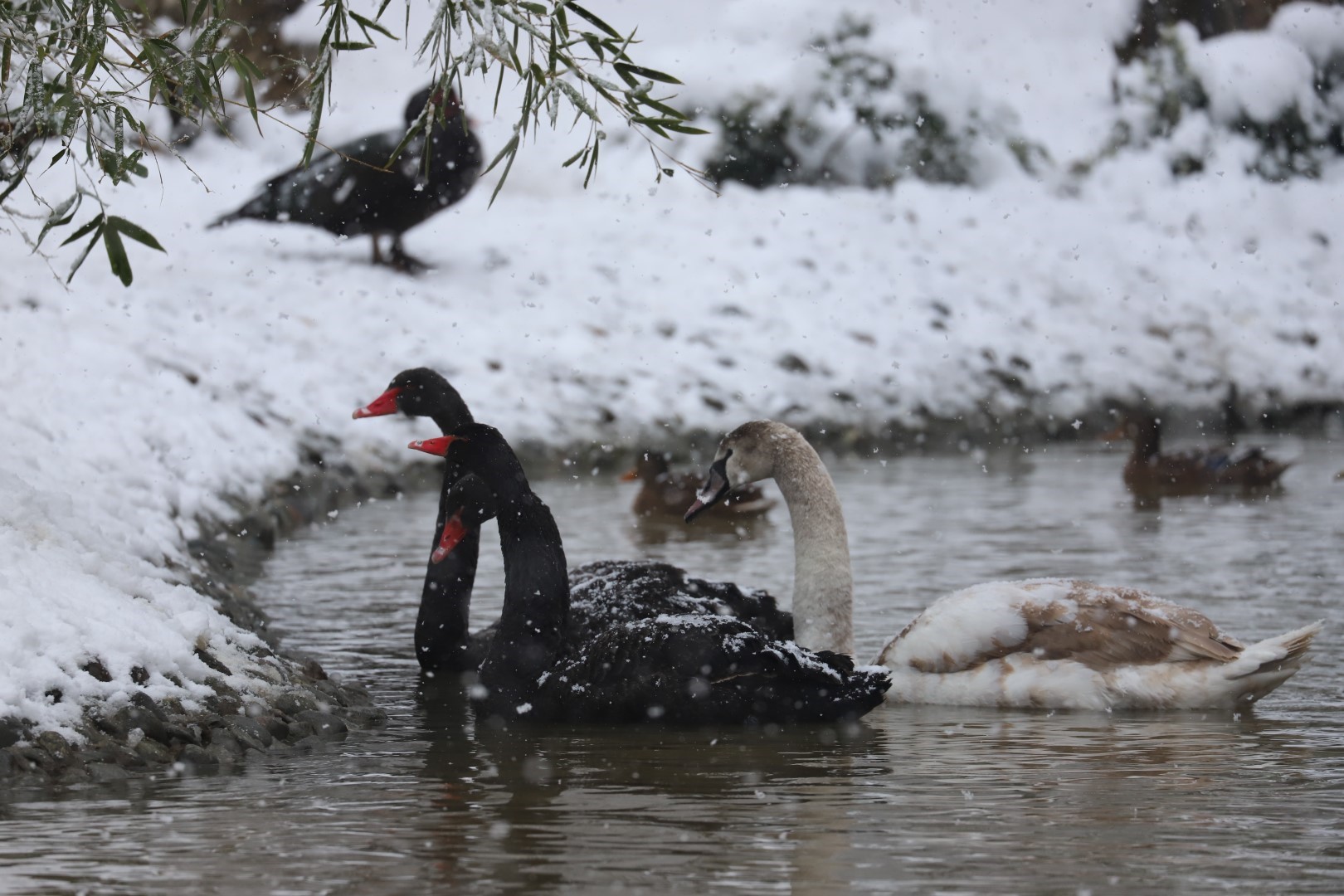 Kar Yağdı, Ormanya’nın Çehresi Tamamen Değişti (3)