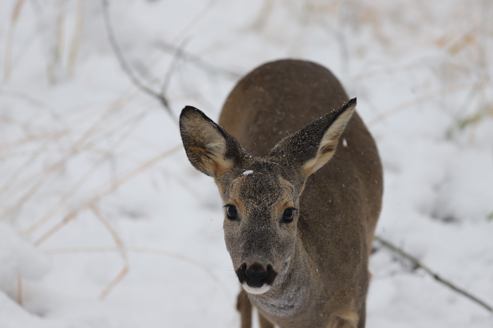 Kar Yağdı, Ormanya’nın Çehresi Tamamen Değişti (4)