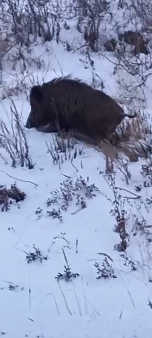 Kars’ta Kara Yolunda Yürüyen Yaban Domuzu Görüntülendi (2)