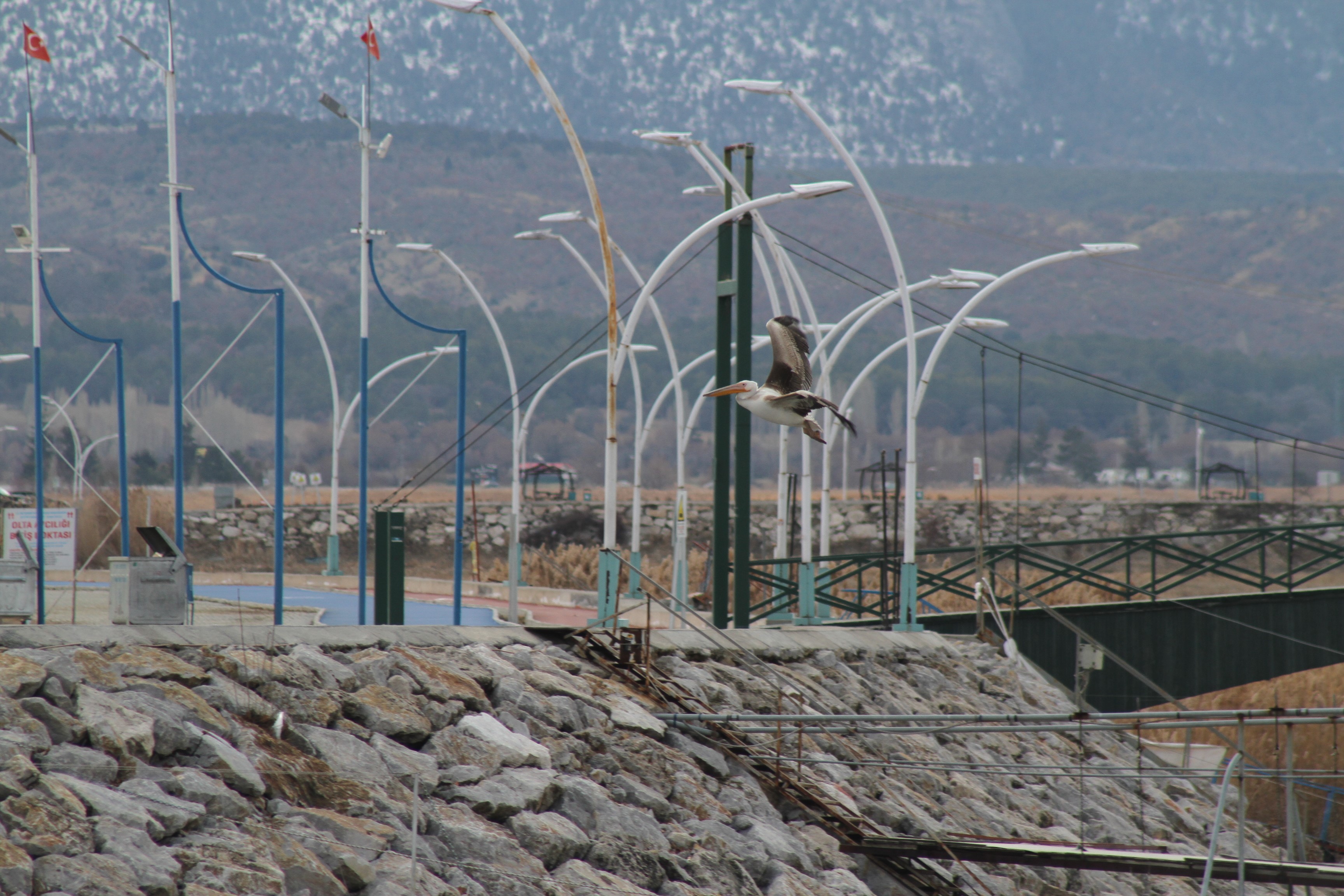 Kış Ortasında Beklenmeyen Misafirler (3)