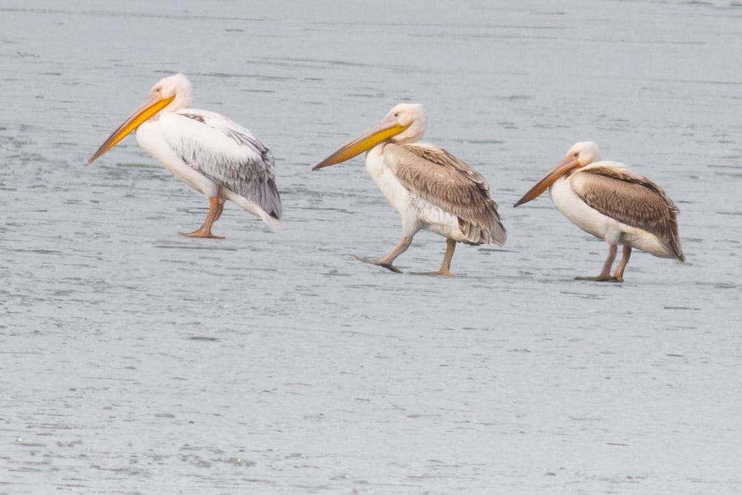 Kış Ortasında Beklenmeyen Misafirler (4)