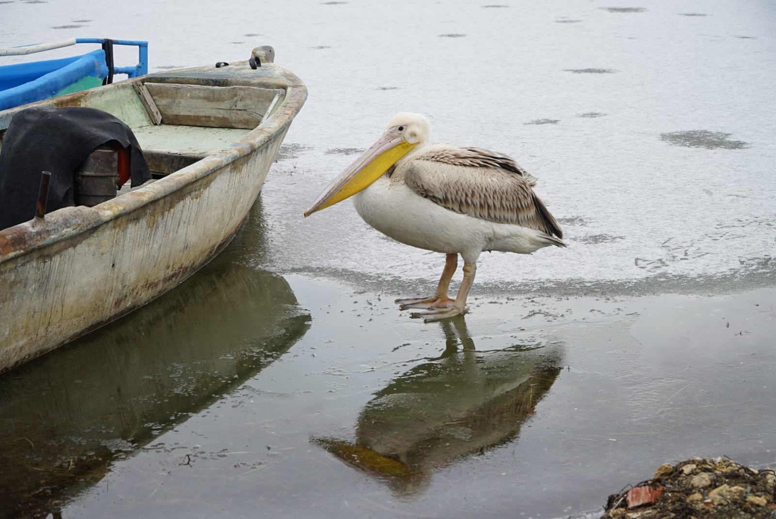 Kış Ortasında Beklenmeyen Misafirler (5)