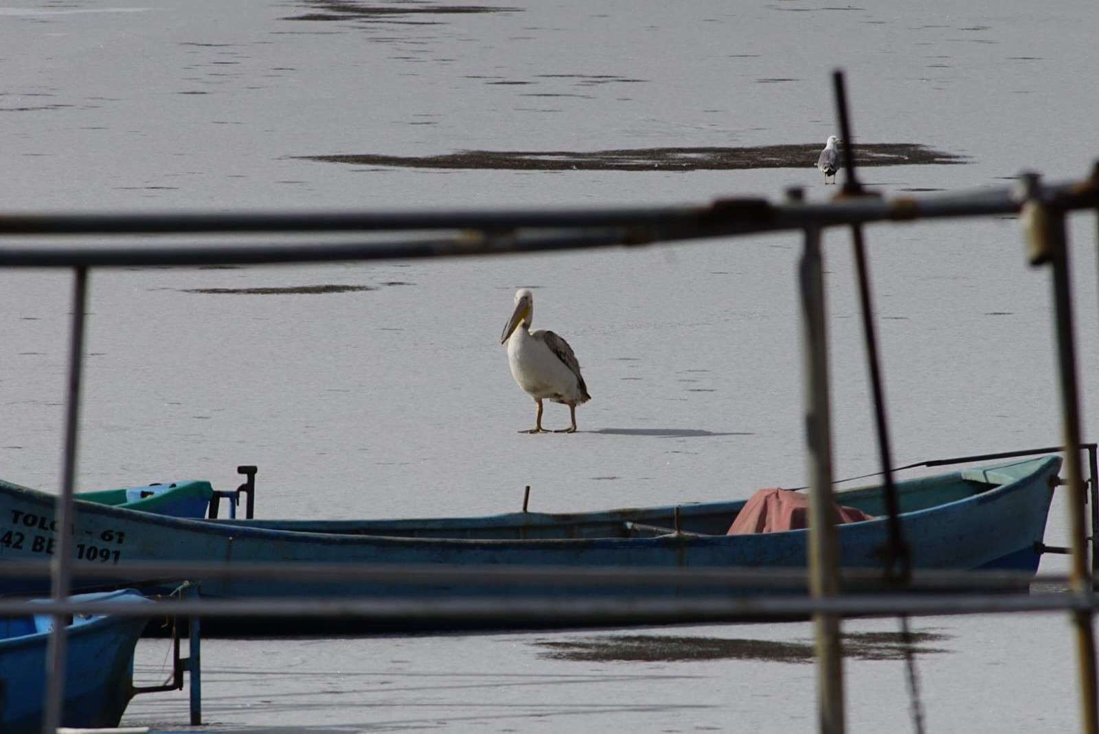Kış Ortasında Beklenmeyen Misafirler (6)