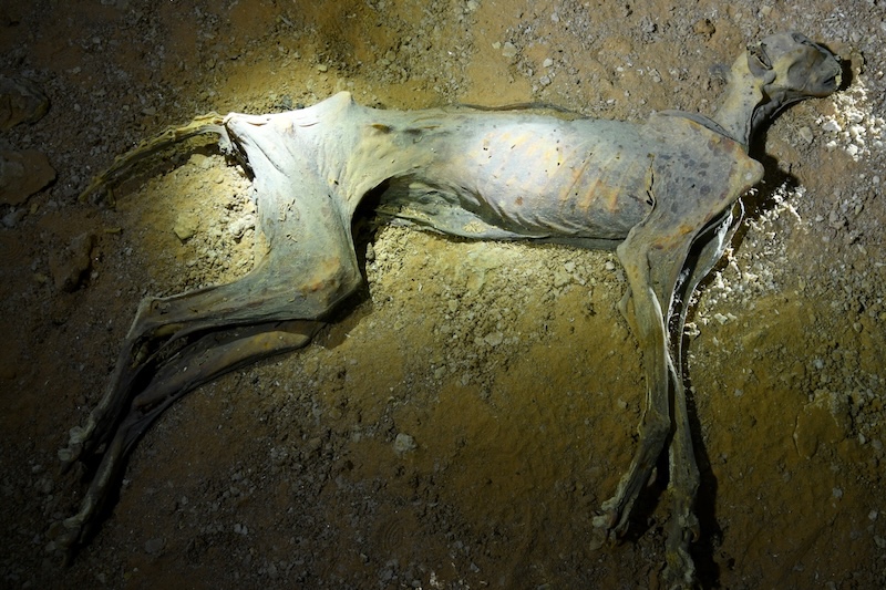 Mağaralarda Çita Mumyaları Bulundu (1)