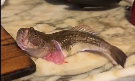 Mutfakta Korku Dolu Anlar! Balık Hareket Etti, Çorbayı Içemedi (1)-1