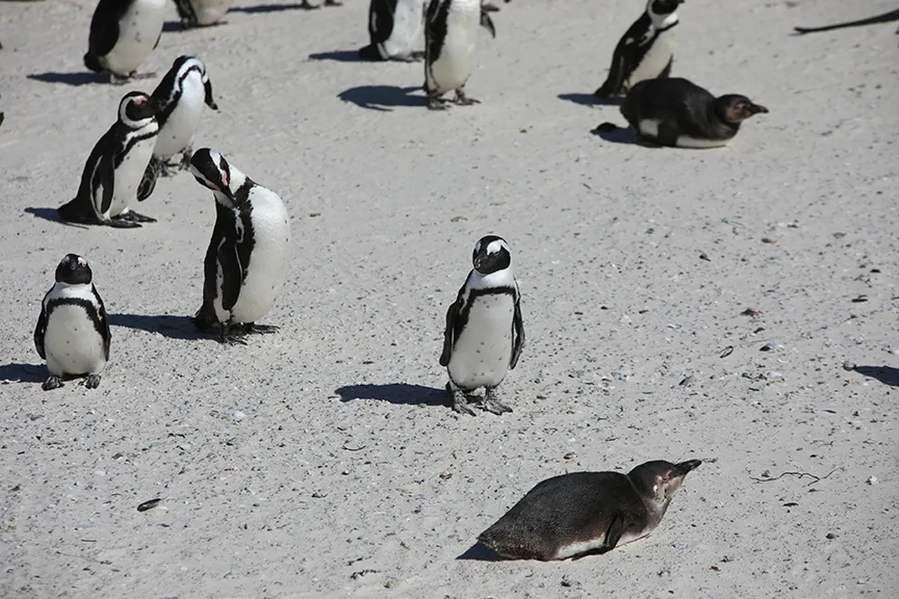 Penguen Videosu Ne Anlama Geliyo (2)