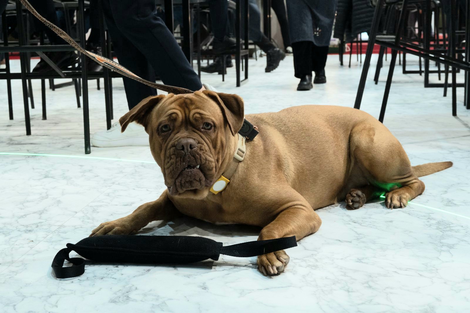 Pet İzmi̇r 2026’Ya 60 Ülkeden Ziyaretçi Akını (4)