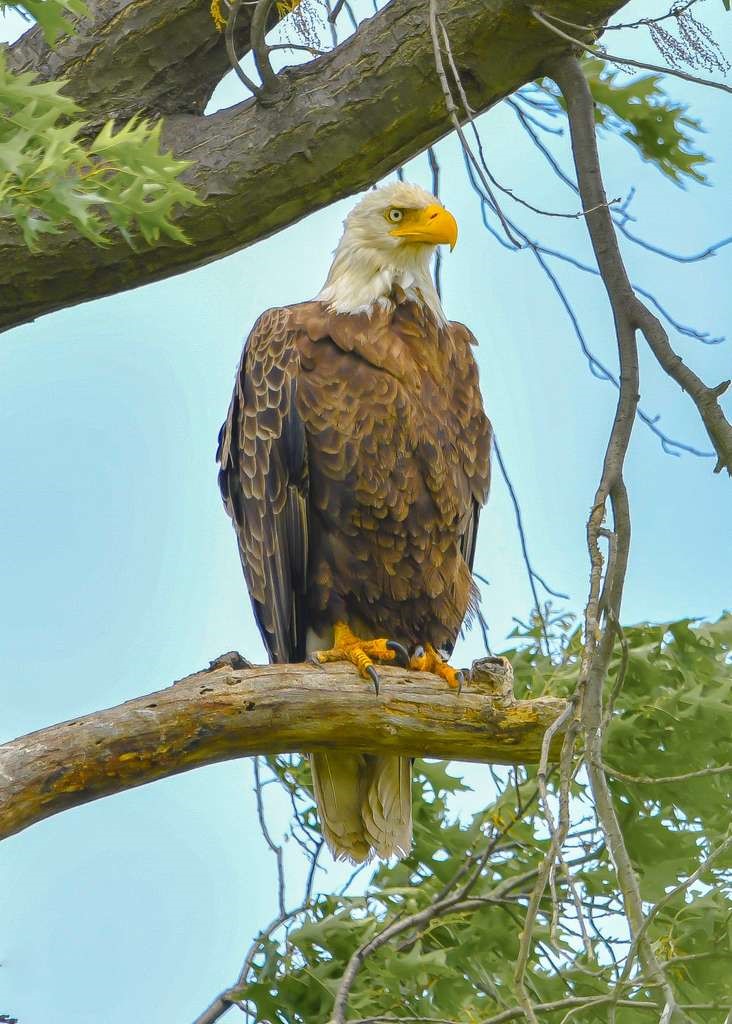 Seferihisar’dan Amerika’ya Uzanan Bu Başarı Hikayesi, (4)