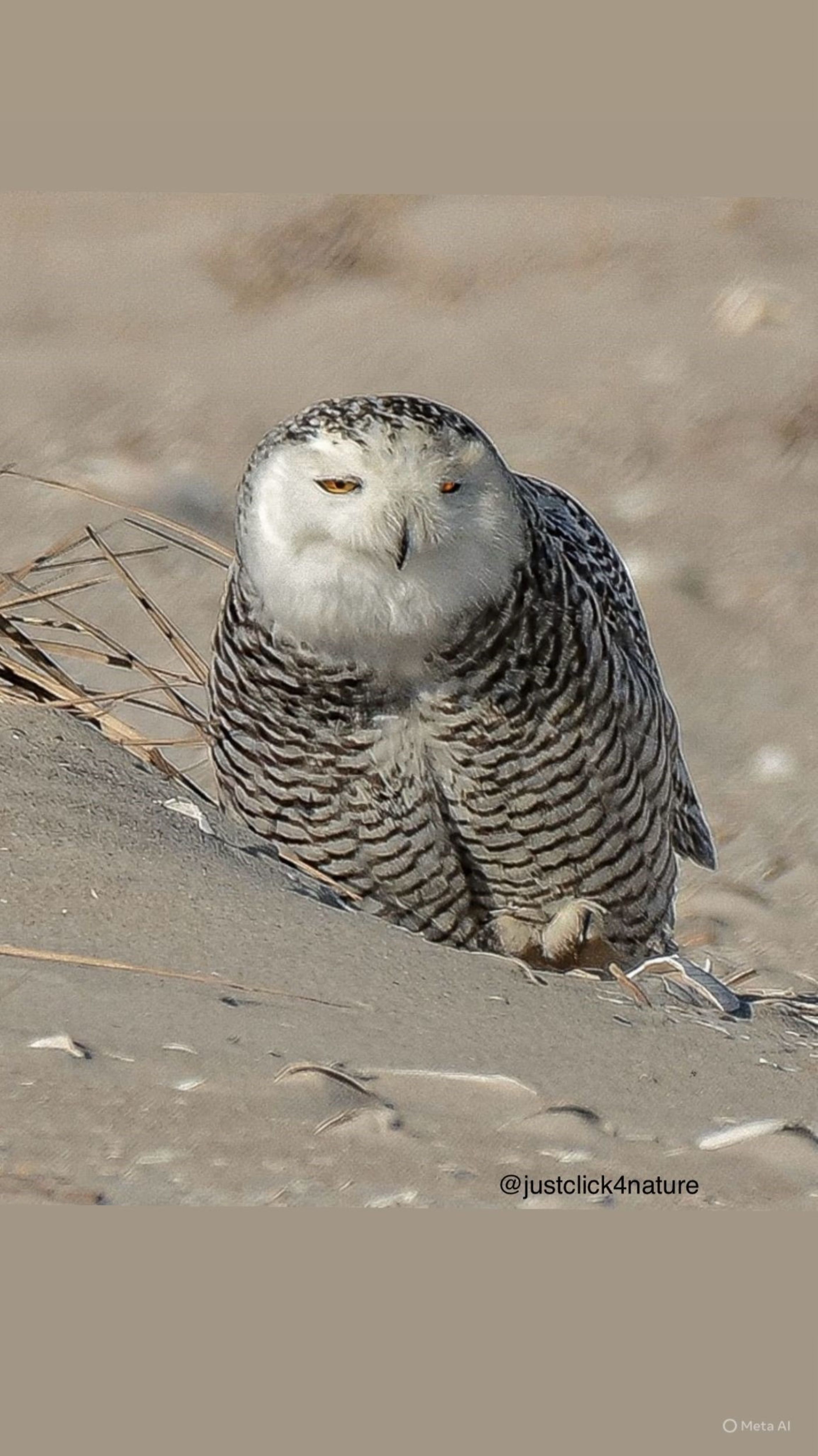 Seferihisar’dan Amerika’ya Uzanan Bu Başarı Hikayesi