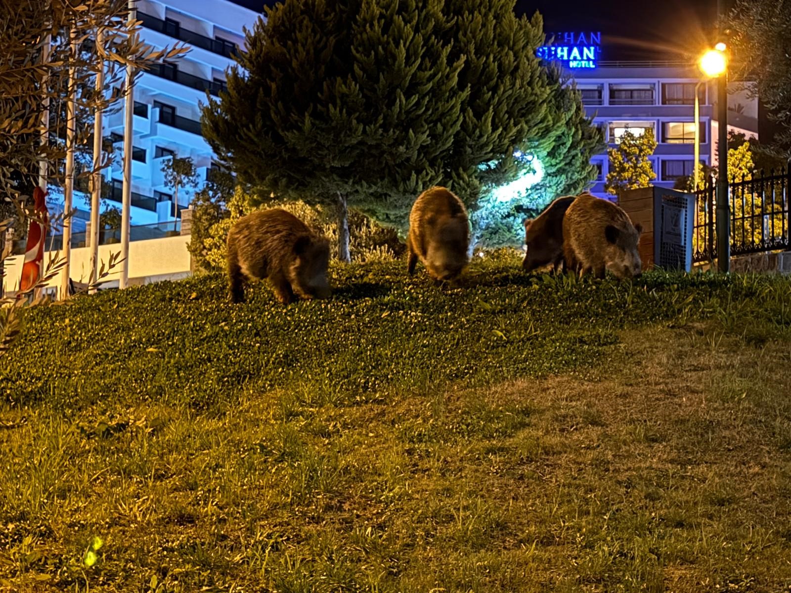Şehir Merkezini Domuz Sürüleri Bastı! (2)