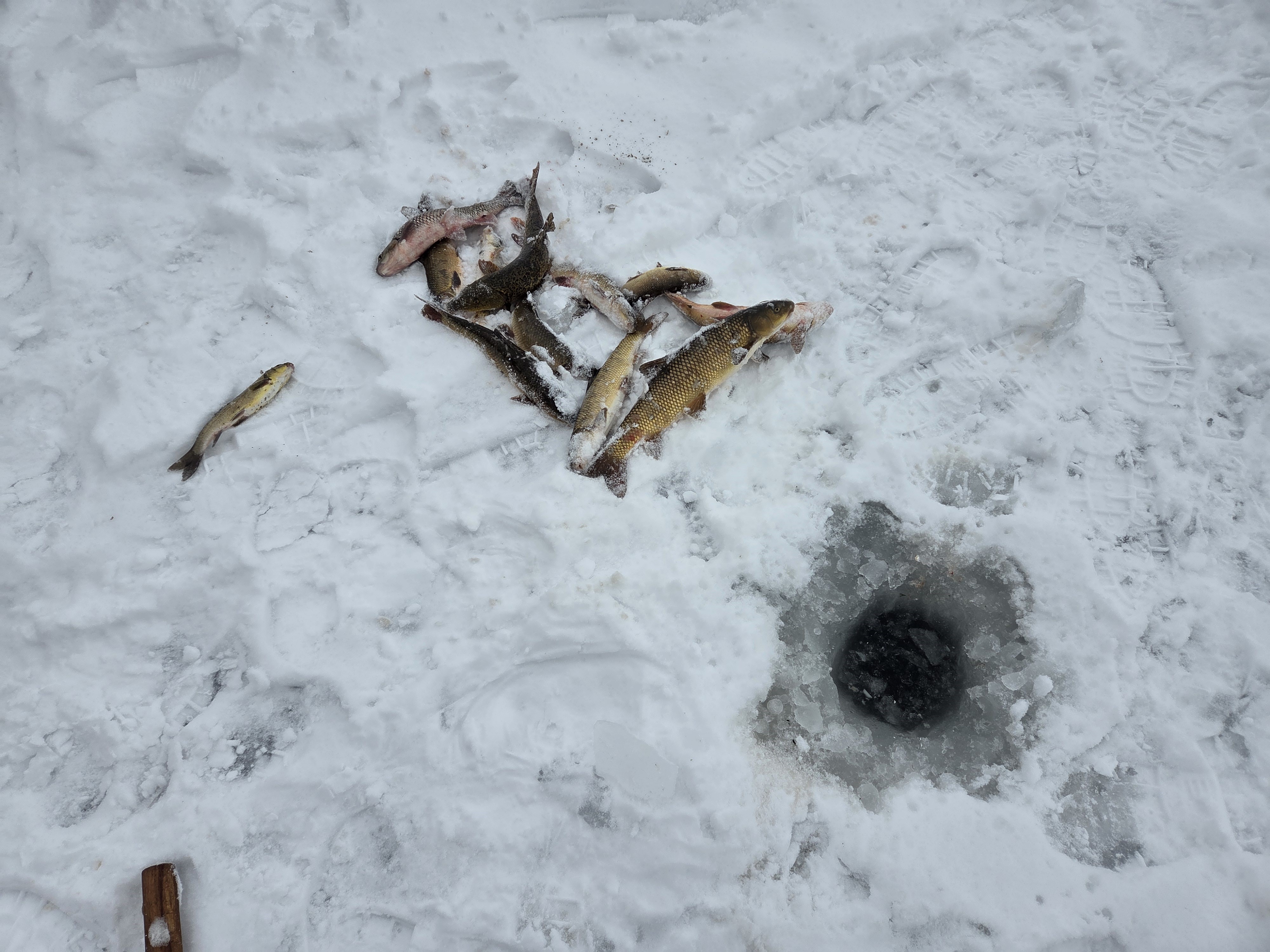 Sivas’ta Eskimo Usulü Balık Avı Kameralarda (3)